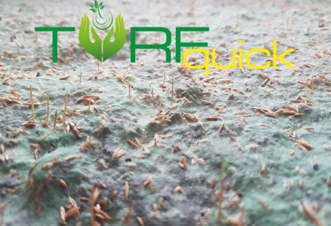 TURFQUICK Triumph Classic Tohum Halısı 10m2